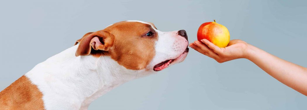 dog sniffs an apple