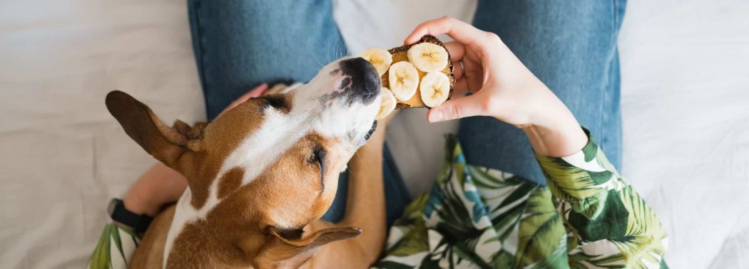 dog eating banana slices