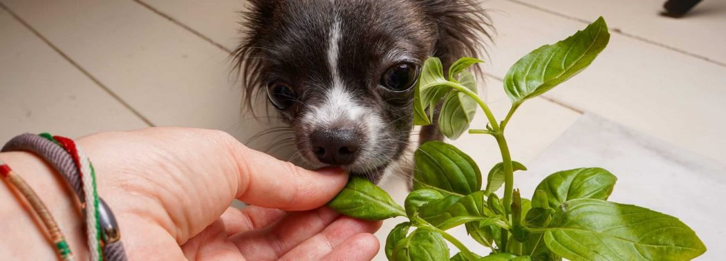 dog eats basil