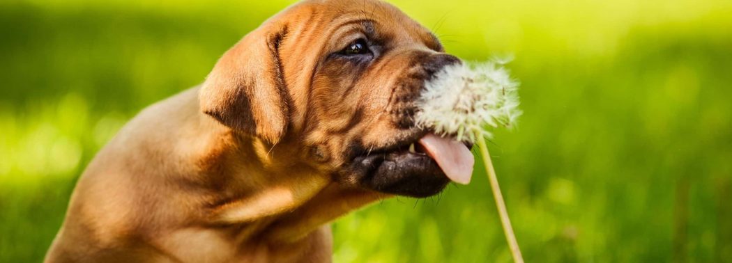 dog eats dandelion