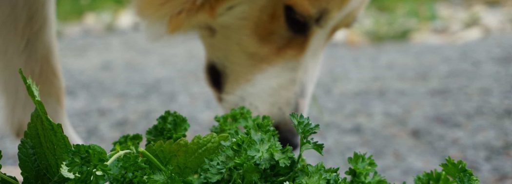 dog sniffing cilantro