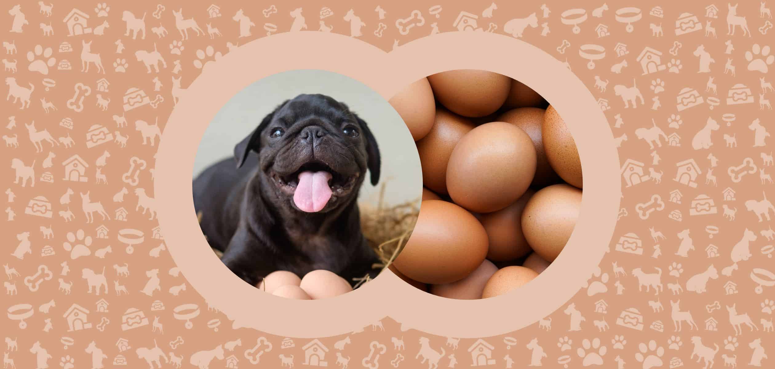 can puppies eat eggshells