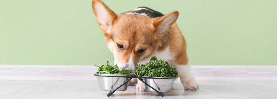 dog eating seaweed