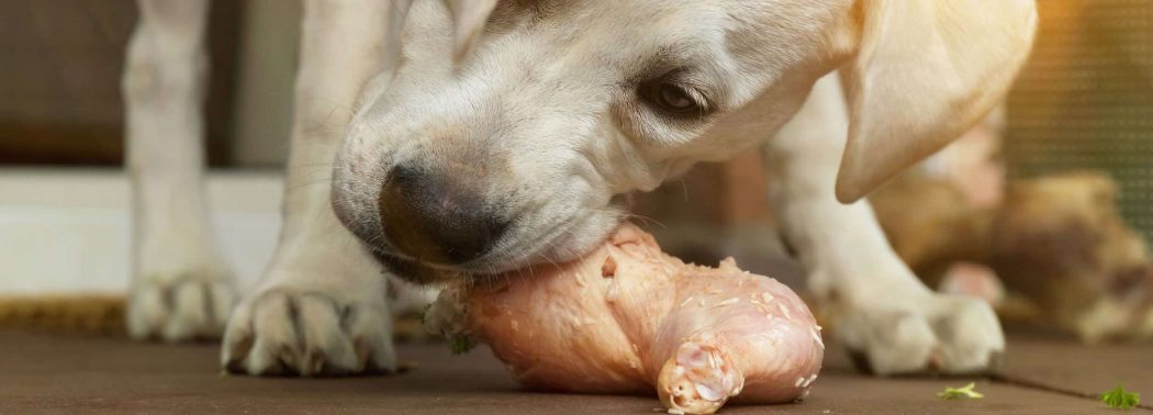 dog eating turkey