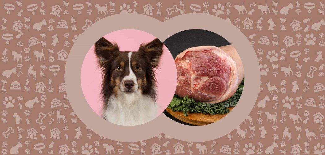 Can Dogs Eat Pork Hocks? Is it Safe? - Pawut