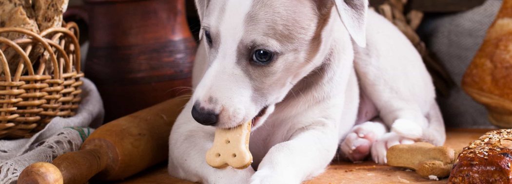 dog eating cornbread