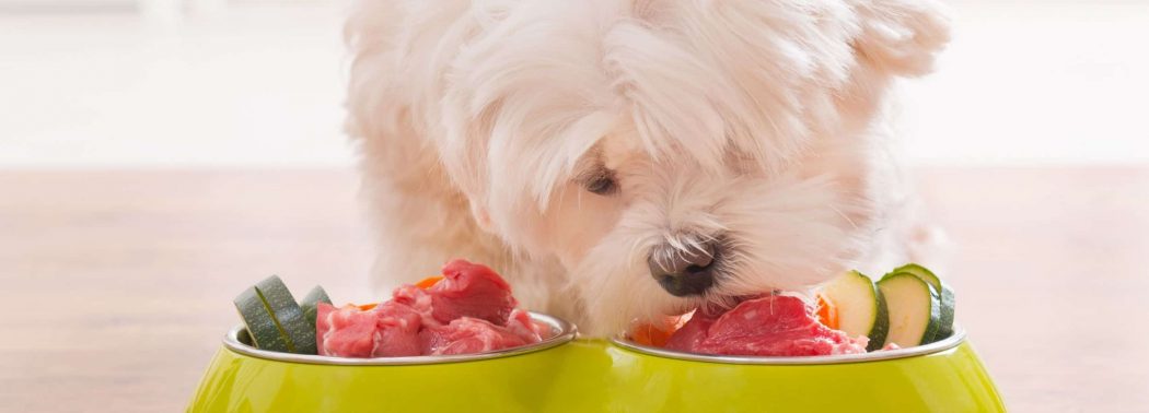dog eating lamb meat