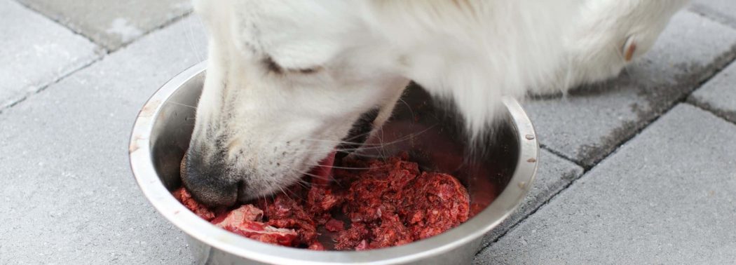 dog eating venison