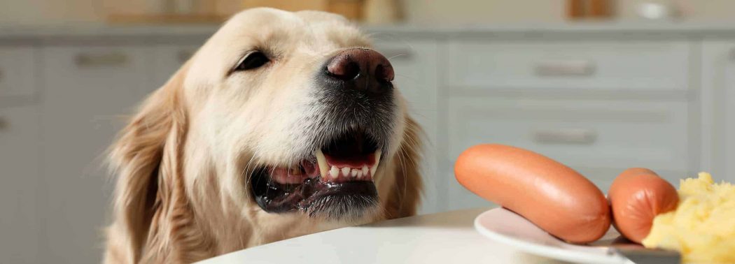 dog begging a sausage