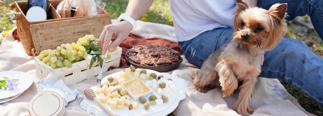 dog eating cheese outdoor