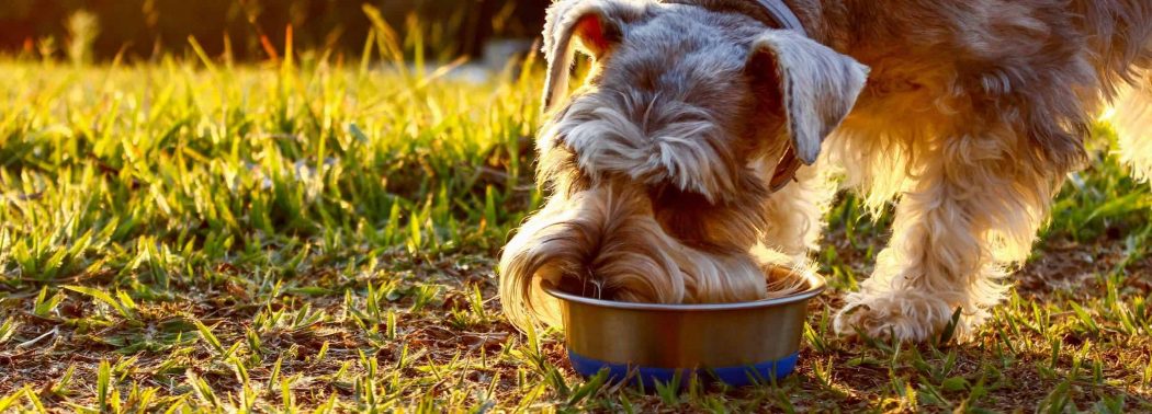 dog eating from bowl outdoor