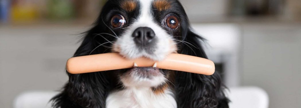 dog eating sausage