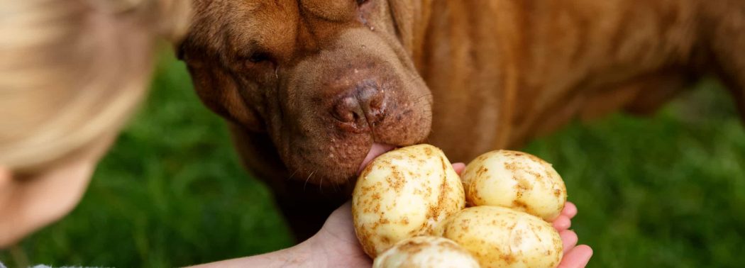 dog licking potatoes