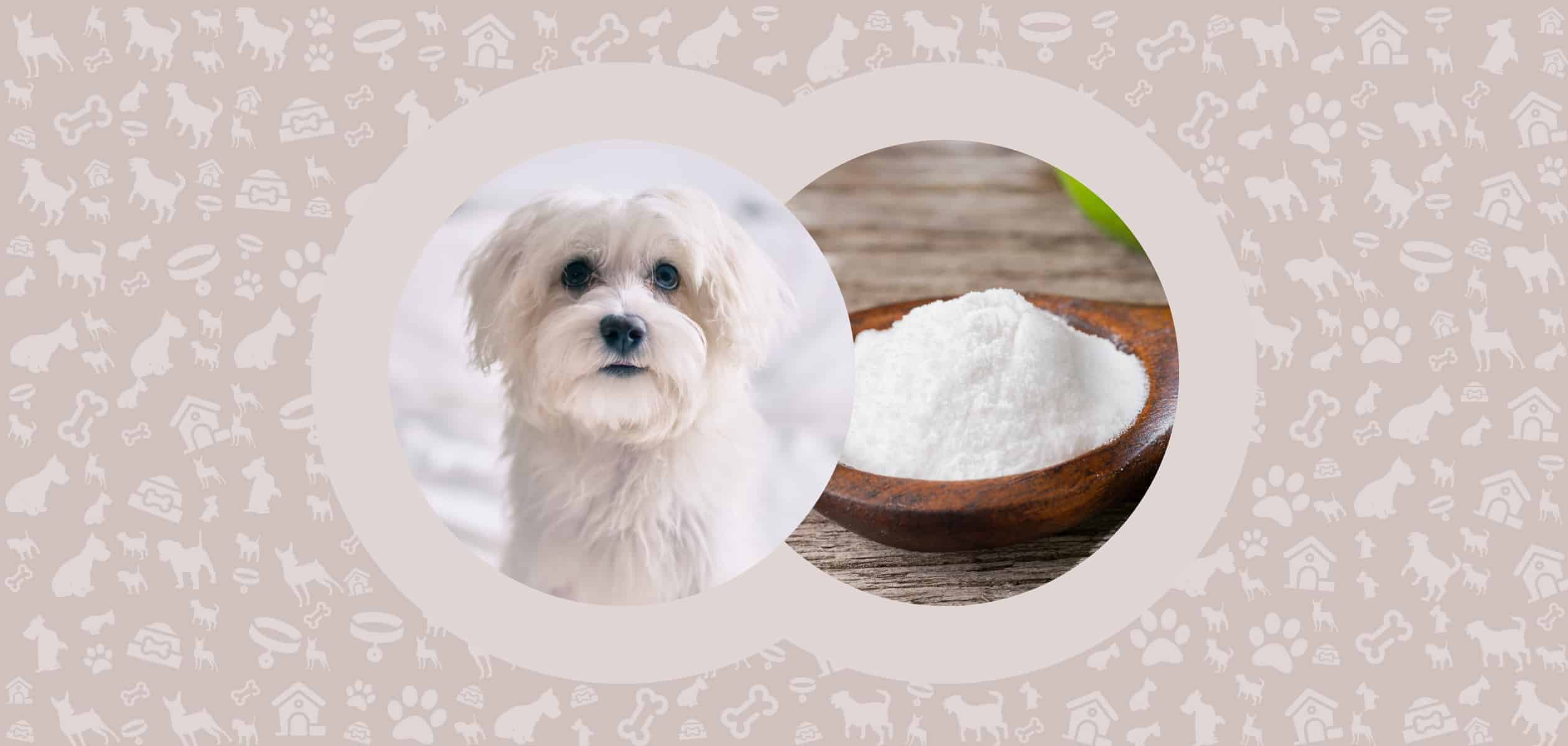 can dogs have baking soda