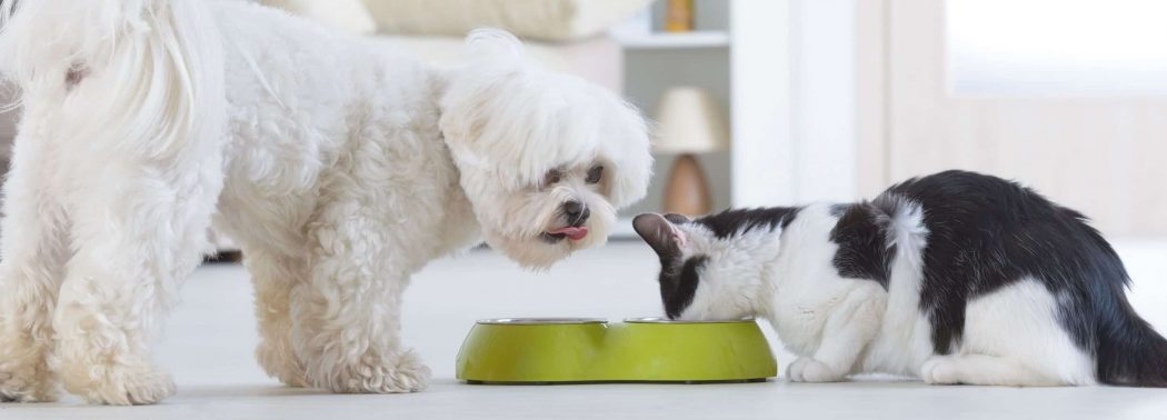 dog and cat eating from bowl