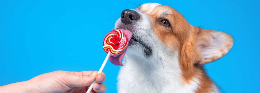 dog eating candy