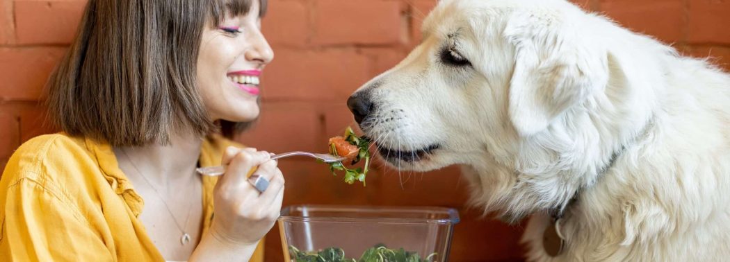 dog eating fresh salad