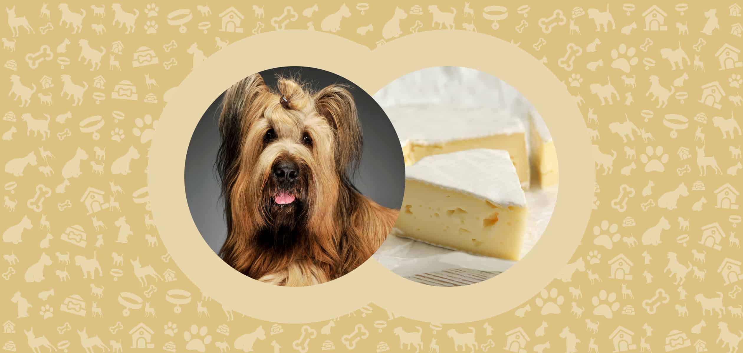 Can Dogs Eat Brie Cheese 