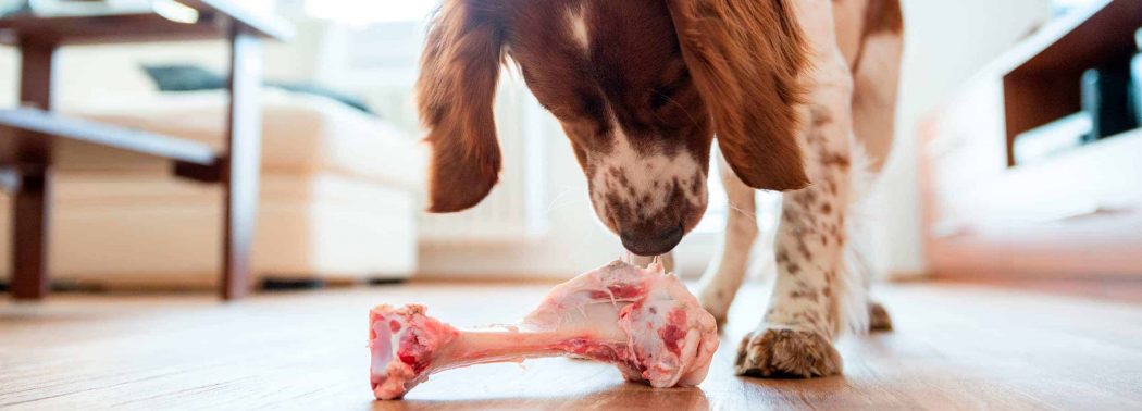 cute dog sniffing bone