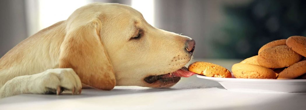 dog licking cookie