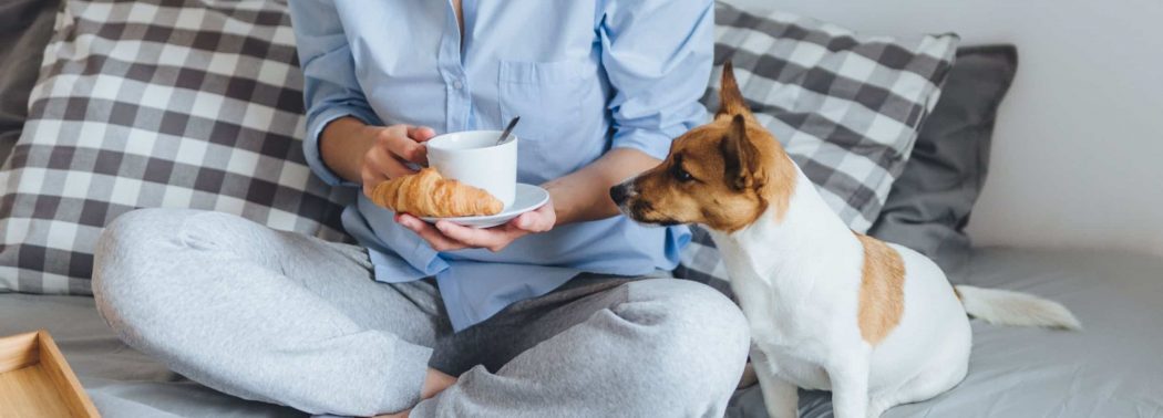 dog wants to eat croissant
