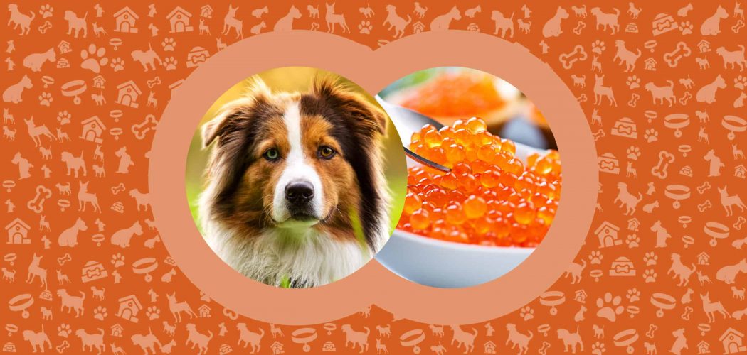 Can Dogs Eat Caviar? Are Fish Eggs Safe for Dogs? - Pawut
