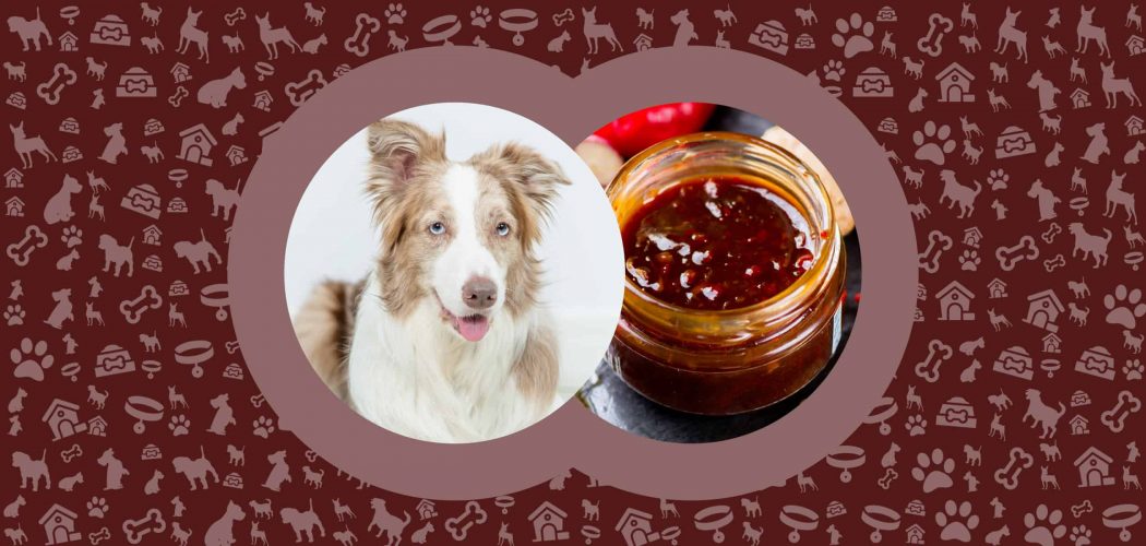 Can Dogs Eat Teriyaki Sauce? Is It Safe for Them? - Pawut
