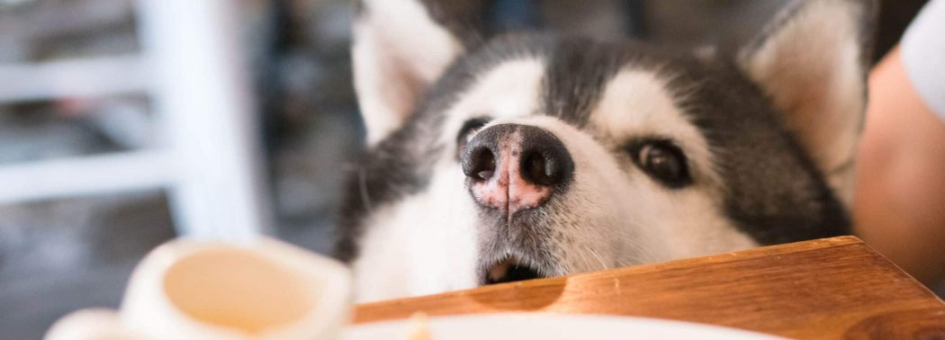 husky dog sniffing food