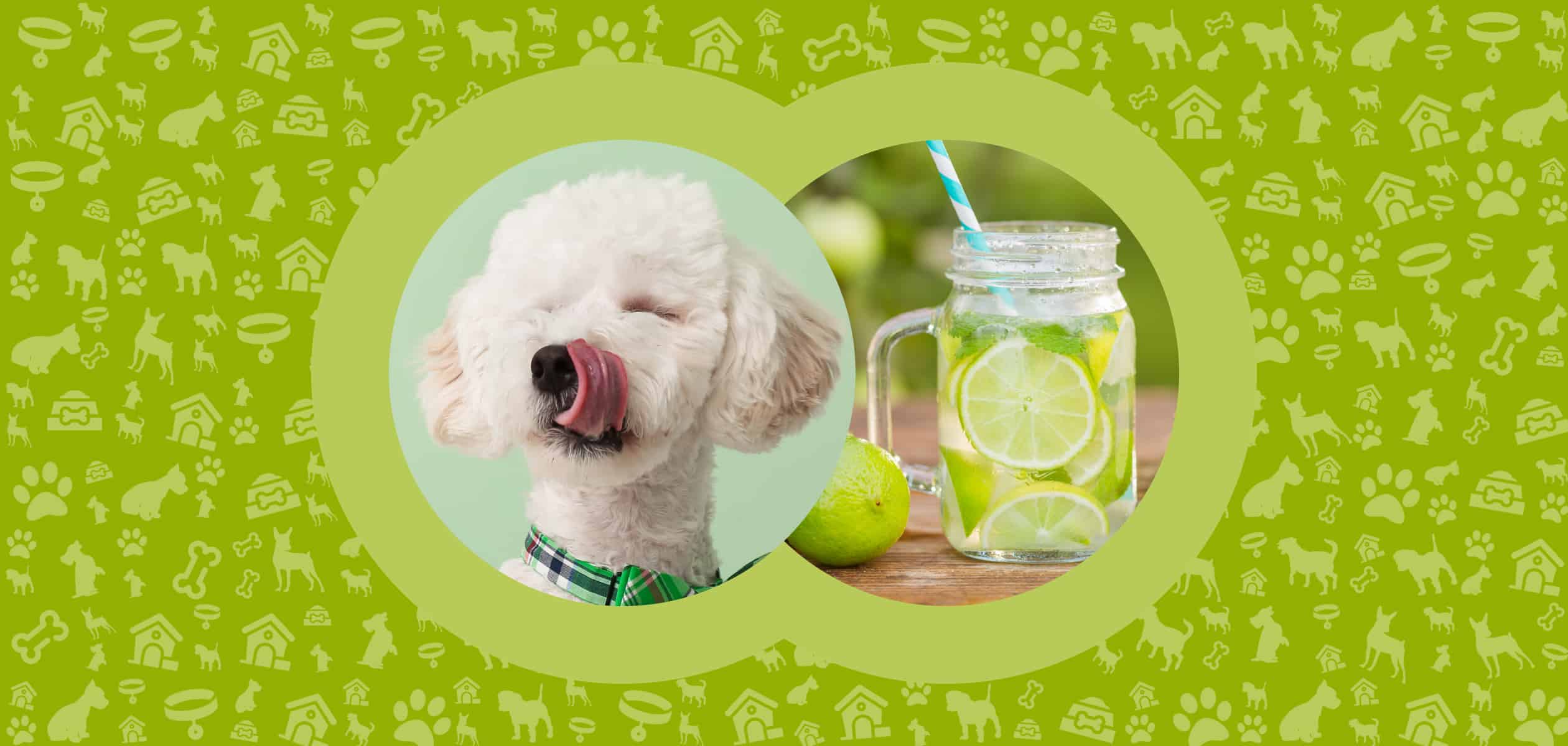 What To Do If Dog Eats Lime Juice?  