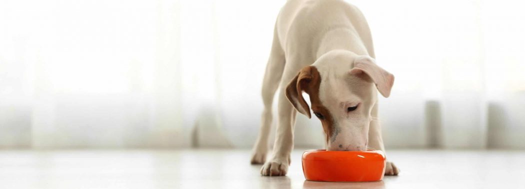 dog eating from his food bowl