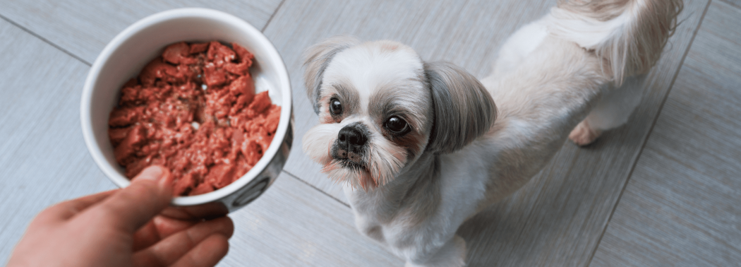 bland diet for dog