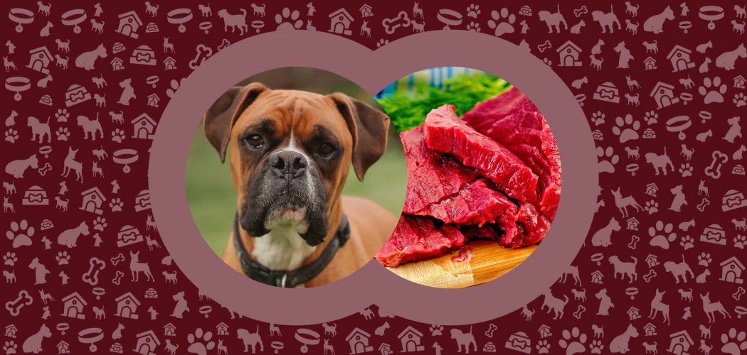 Can Dogs Eat Elk Meat? - Nutrition Card - Pawut