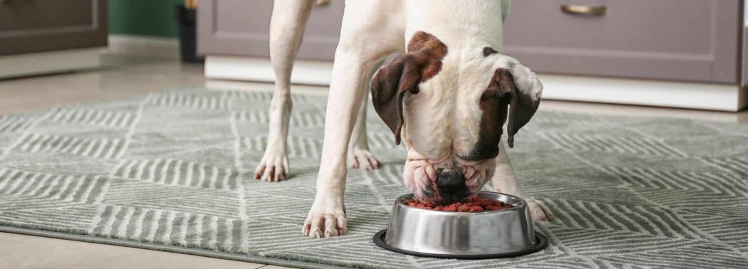 dog eating food from his bowl at home