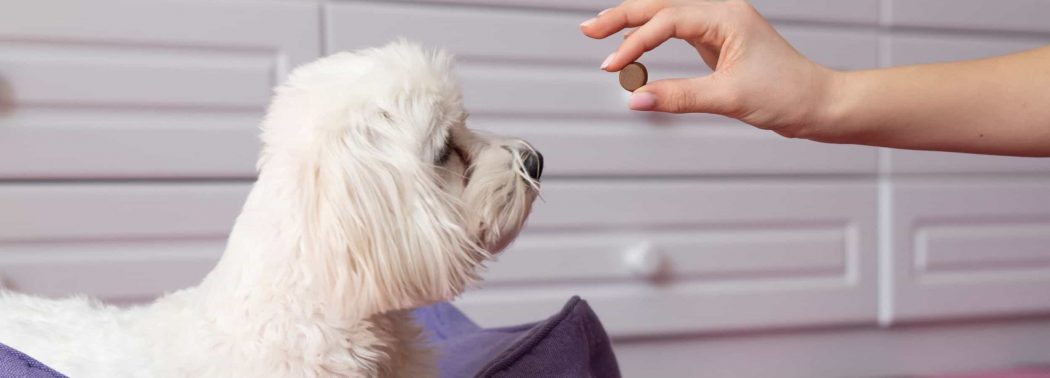 girl giving pill to her dog