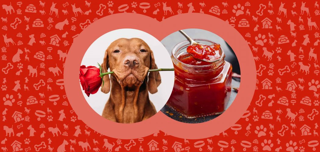 Can Dogs Eat Canned Chili? - Nutrition Card - Pawut